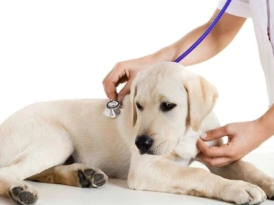 Bệnh Parvo trên chó: Nguyên nhân, triệu chứng và cách phòng ngừa hiệu quả