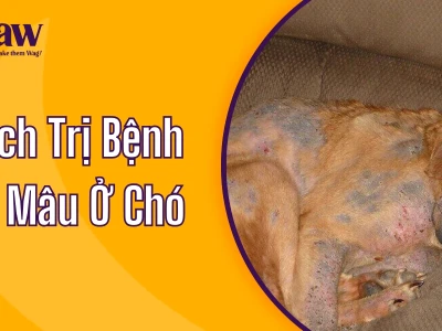 Bệnh Xà Mâu Ở Chó: Nguyên Nhân, Dấu Hiệu và Cách Trị Hiệu Quả