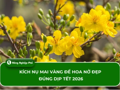 Bí Quyết Kích Nụ Mai Vàng Nở Đúng Tết 2026