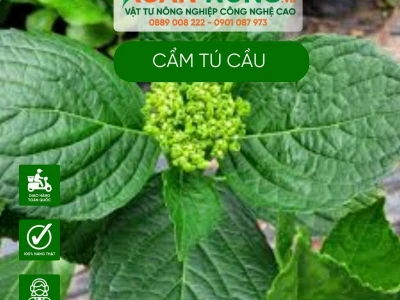Bí quyết Kích thích Cẩm Tú Cầu Ra Hoa Đồng Loạt, Bông To Rực Rỡ