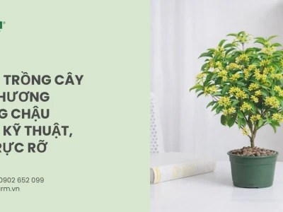Bí quyết trồng cây mộc hương trong chậu nở hoa thơm ngát