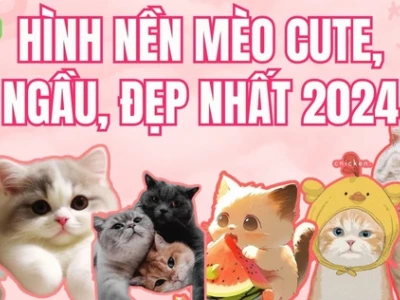 Bộ sưu tập hình nền meme mèo siêu hài hước và đáng yêu