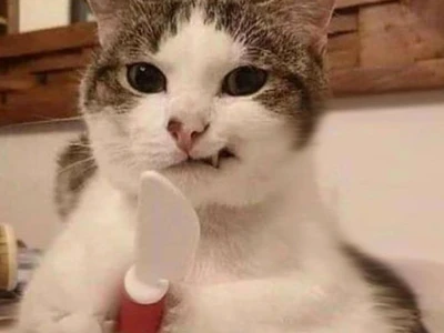 Bộ Sưu Tập Meme Tức Giận Cute, Hài Hước và "Giận Tím Người"