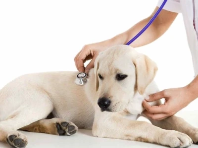 Cách Chữa Bệnh Parvo Ở Chó Tại Nhà An Toàn và Hiệu Quả