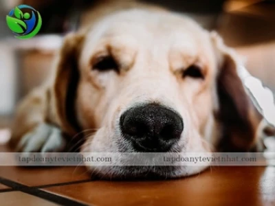 Cách Trị Bệnh Care Ở Chó Tại Nhà: Hướng Dẫn Chi Tiết
