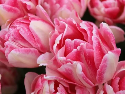 Cách Trồng Cây Tulip Từ Củ Chuẩn Xuất Sắc