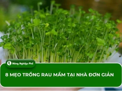 Cách Trồng Rau Mầm Tại Nhà Đơn Giản Cho Người Mới Bắt Đầu