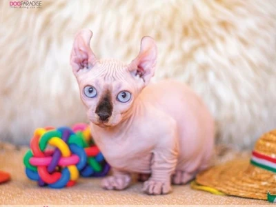 Cập nhật mèo sphynx giá bao nhiêu và kinh nghiệm chọn mua năm 2026