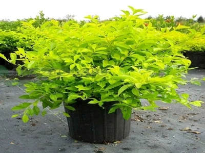 Cây Chuỗi Ngọc Tím: Vẻ Đẹp Quyến Rũ Cho Không Gian Sống