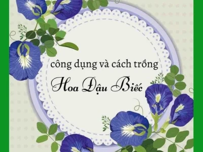 Cây đậu biếc: Đặc điểm, công dụng và cách trồng chi tiết 2026