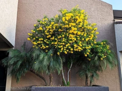 Cây hoa chuông: Vẻ đẹp mê hoặc và những cảnh báo sức khỏe