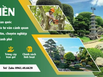Cây tán rộng: Lựa chọn cho không gian xanh mát và thẩm mỹ