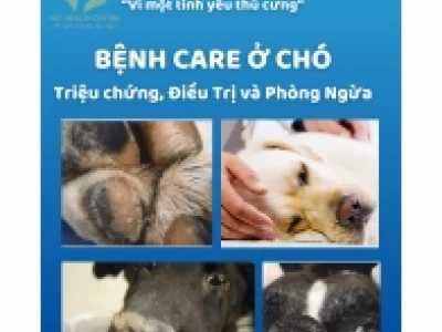 Dấu hiệu bệnh Care ở chó: Nhận biết sớm và cách phòng tránh hiệu quả