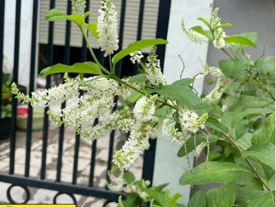 Hoa Bạch Trầm Hương: Vẻ Đẹp Thơm Ngát và Cách Chăm Sóc