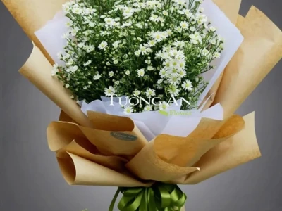 Hoa cúc thạch thảo vẻ đẹp mỏng manh và ý nghĩa sâu sắc