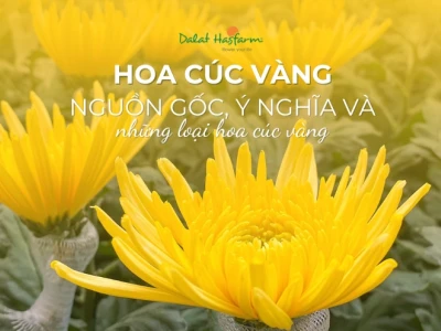 Hoa Cúc Vàng: Biểu Tượng Mùa Xuân và Ý Nghĩa Sâu Sắc