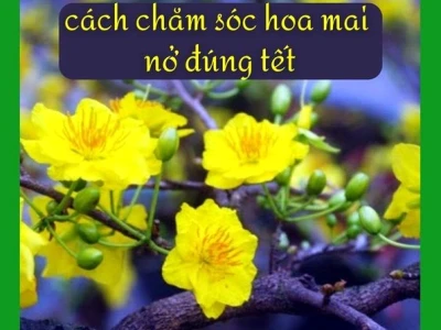 Hoa mai nở: Ý nghĩa, cách chăm sóc và thời điểm đẹp nhất 2026