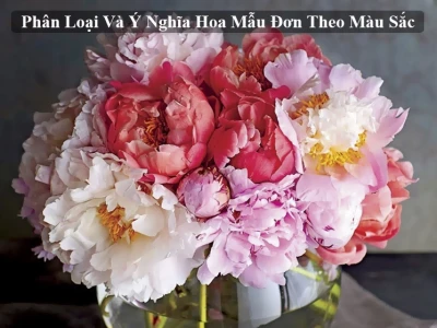 Hoa Mẫu Đơn: Ý Nghĩa Sâu Sắc và Vẻ Đẹp Vương Giả