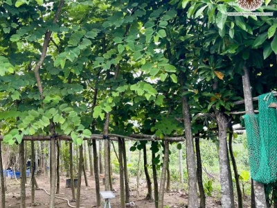Hoa Móng Bò Tím: Đặc Điểm, Công Dụng và Ý Nghĩa Phong Thủy