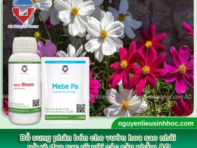 Hoa sao nhái bao lâu ra hoa và cách chăm sóc hiệu quả