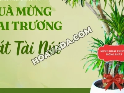 Hoa Sen Việt: Khám Phá Danh Tính Công Ty và Cơ Hội Nghề Nghiệp
