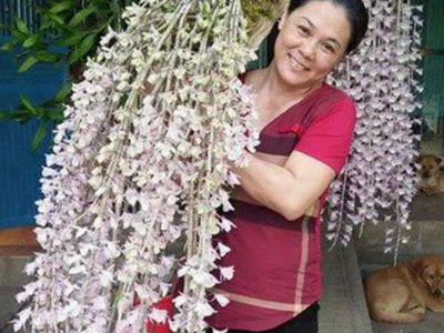 Hướng dẫn cách làm dịch chuối tưới lan tại nhà đơn giản hiệu quả