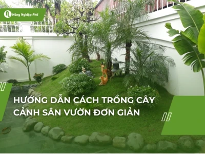 Hướng dẫn chi tiết cách trồng cây cảnh sân vườn và trong chậu