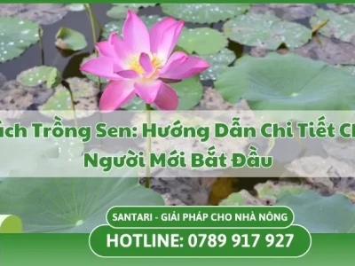 Hướng dẫn chi tiết cách trồng sen tại nhà