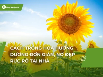 Hướng dẫn trồng hoa hướng dương bằng hạt: Bí quyết làm vườn đơn giản