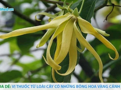Khám phá Cây Hoa Dẻ: Vẻ đẹp quyến rũ và hương thơm say đắm