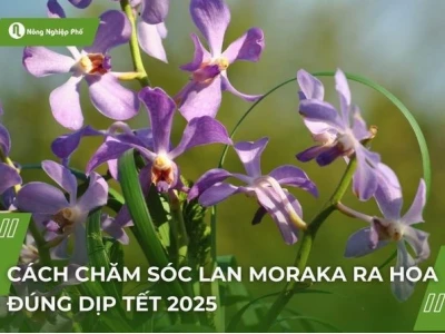 Khám phá Hoa Lan Mokara: Vẻ đẹp rực rỡ và cách chăm sóc hiệu quả