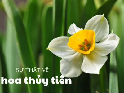 Khám phá Hoa Thủy Tiên Vàng: Ý nghĩa, đặc điểm và cách trồng chi tiết