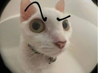 Khám phá Meme Cat The Rock: Biểu cảm 'Ngầu Đét' viral trên mạng xã hội