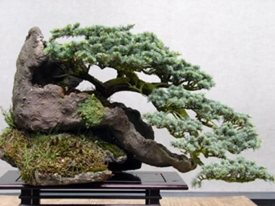 Khám Phá Thế Cây Dáng Trực Trong Nghệ Thuật Bonsai