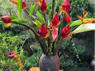 Khám Phá Toàn Diện Về Hoa Chuối Đỏ: Ý Nghĩa, Cách Trồng và Công Dụng Bất Ngờ