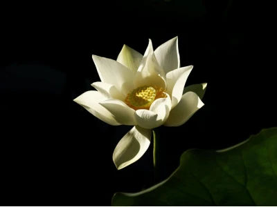 Khám Phá Vẻ Đẹp Huyền Bí: Hình Hoa Sen Nền Đen Đầy Chiều Sâu