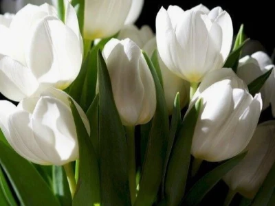 Khám phá vẻ đẹp tinh tế với Avatar Hoa Tulip