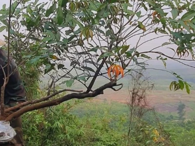 Khám phá vẻ đẹp và ý nghĩa của hoa dẻ rừng