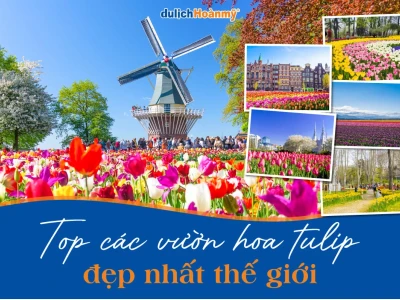 Khám phá vẻ đẹp vườn hoa tulip chill: Nguồn cảm hứng bất tận