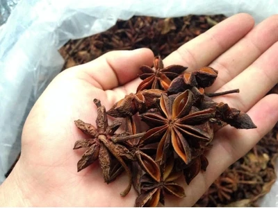 Kỹ thuật trồng và chăm sóc cây hoa hồi hiệu quả tại Lạng Sơn