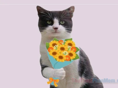 Meme Mèo Tặng Hoa Khoảnh Khắc Hài Hước Đốn Tim