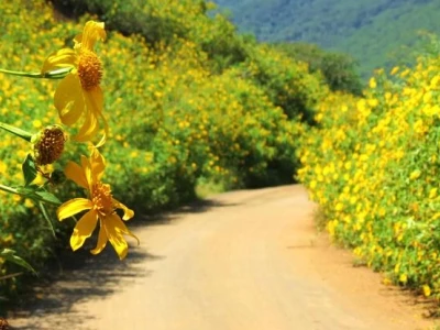 Mùa Hoa Dã Quỳ Đà Lạt: Vẻ Đẹp Vàng Rực Rỡ Chốn Cao Nguyên