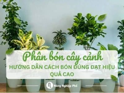 Phân bón cây cảnh: Bí quyết chăm sóc và lựa chọn tốt nhất 2026