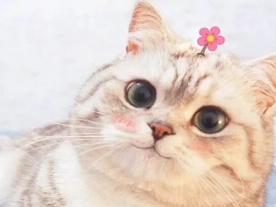 Tổng hợp ảnh mèo béo meme đáng yêu khiến dân mạng 'xỉu up xỉu down'