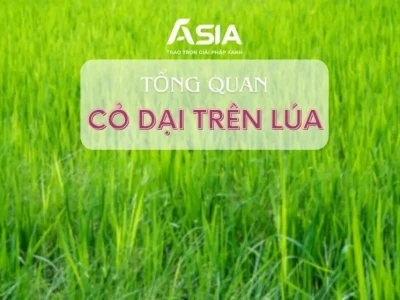 Tổng quan về các loại cỏ dại thường gặp trên ruộng lúa