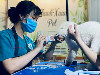 Top 5 Bệnh viện Thú y Uy tín tại Nha Trang: Hướng dẫn Chọn lựa Toàn diện 2026