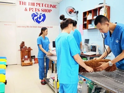 Top Bệnh Viện Thú Y Quận 11 Uy Tín: Khám Chữa Bệnh & Chăm Sóc Toàn Diện