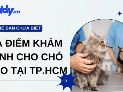 Top Bệnh Viện Thú Y Tại Thành Phố Hồ Chí Minh: Lựa Chọn Tin Cậy Cho Thú Cưng