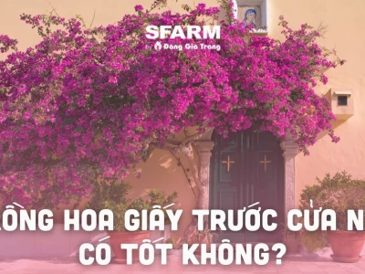 Trồng Hoa Giấy Trước Nhà: Mang May Mắn Hay Đại Kỵ?