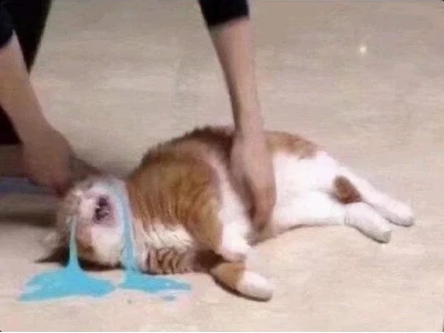 Tuyển tập ảnh meme mèo khóc: Khi "sen" làm "boss" rơi lệ